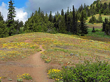 trail thru meadow small graphic